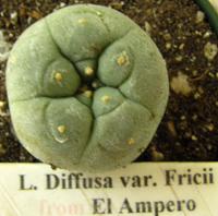 L. Diffusa var. fricii 